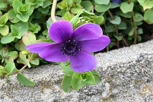 2025-04216443 Tower Hill Botanic Garden, MA